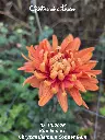 Chrysanthemum-Copper-Gem-_20261008_094610.webp
