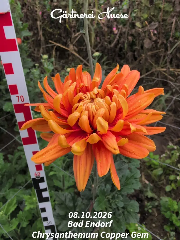 Chrysanthemum-Copper-Gem-_20261008_094625.webp