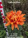 Chrysanthemum-Copper-Gem-_20261008_094625.webp