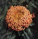 Chrysanthemum "Banbridge" 5 Stecklinge BIO