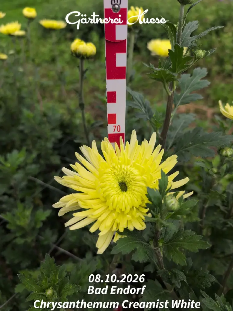 Chrysanthemum-Creamist-White-_20261008_094503.webp