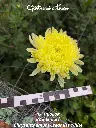 Chrysanthemum-Creamist-White-_20261008_094410.webp