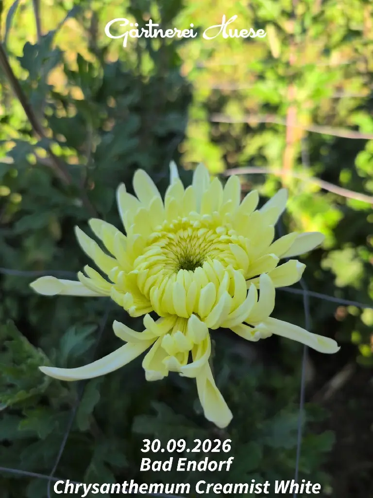 Chrysanthemum-Creamist-White-_20260930_153451.webp