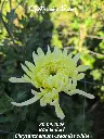 Chrysanthemum-Creamist-White-_20260930_153451.webp