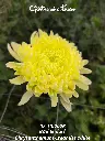 Chrysanthemum-Creamist-White-_20261008_094359.webp