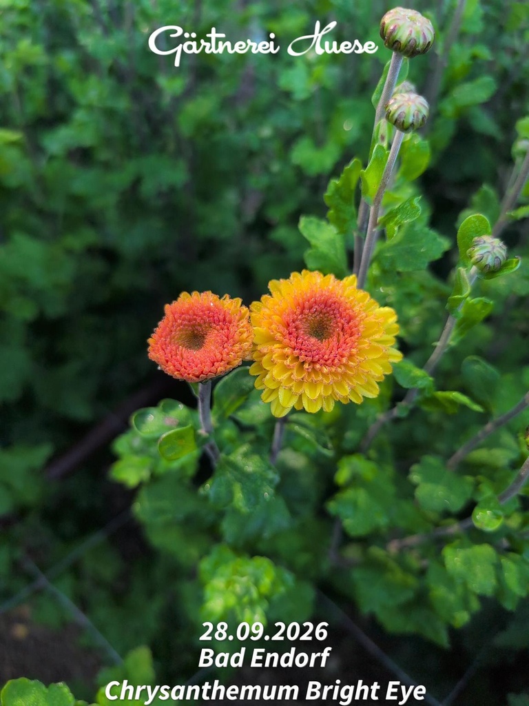 Chrysanthemum-Bright-Eye-_20260928_114201.jpg