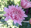 Wakehurst_Rosa_1.jpg