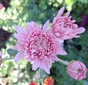 Wakehurst_Rosa_3.jpg