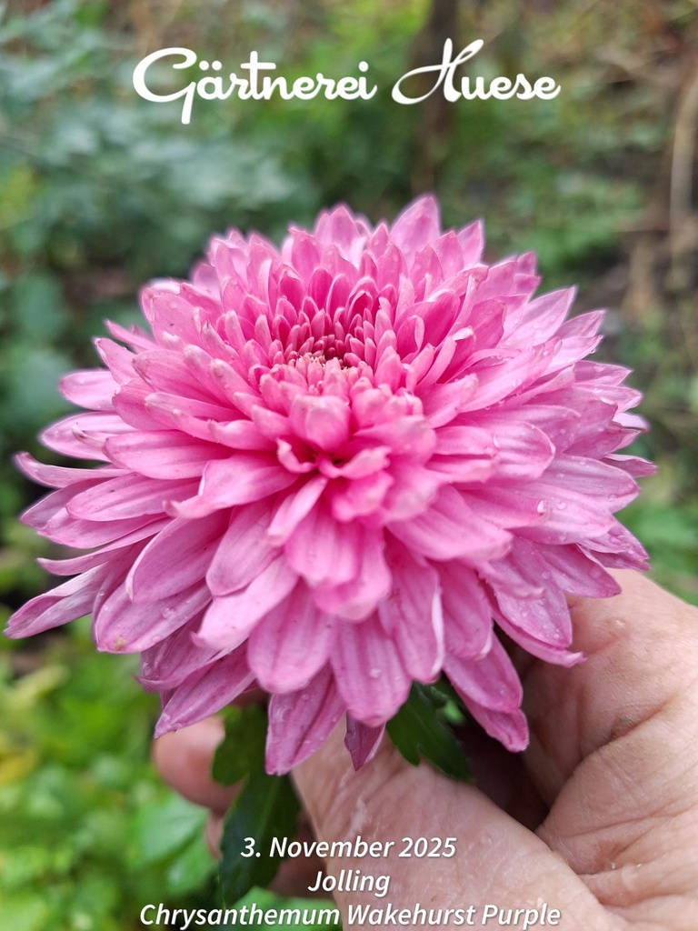 Wakehurst_Purple_2.jpg