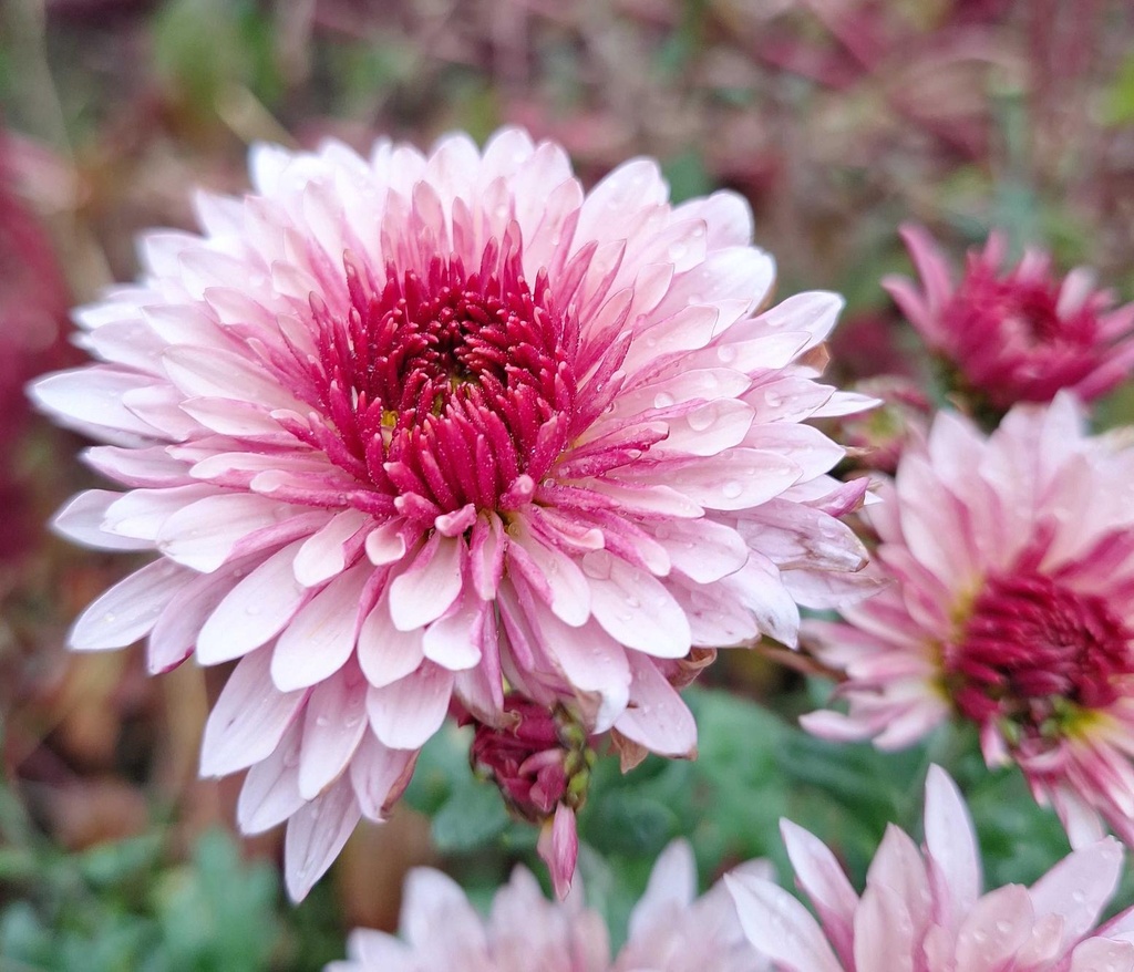 Chrysanthemum "Blenheim Purple" 5 Stecklinge BIO