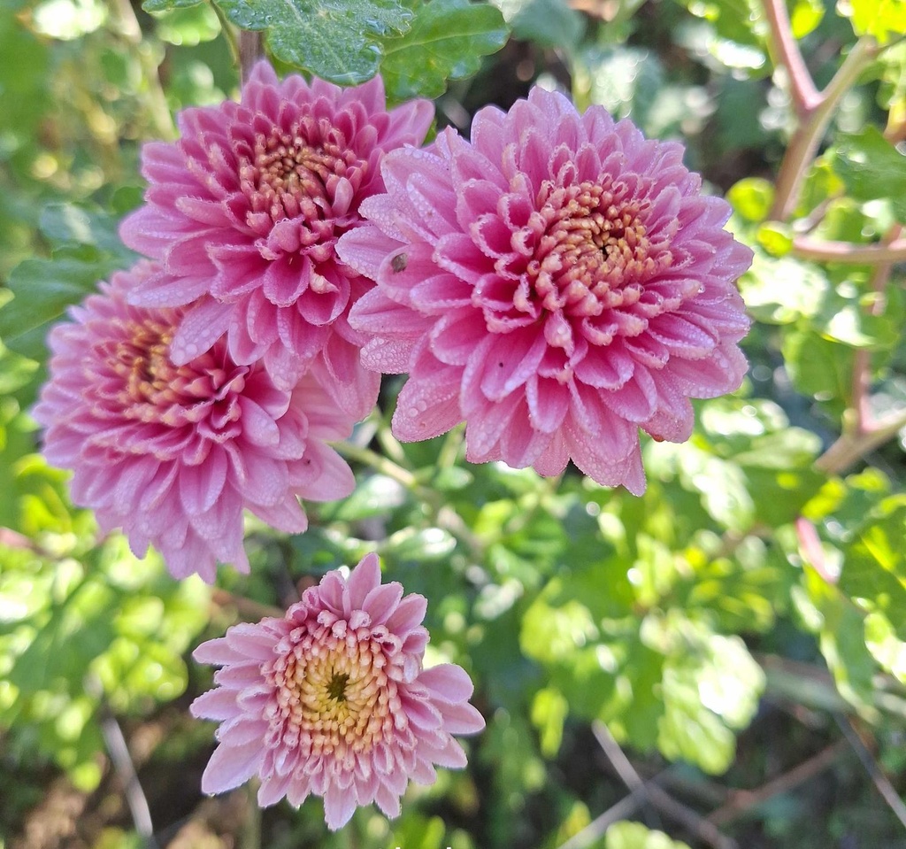 Blenheim_Purple_4.jpg