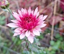 Blenheim_Purple_2.jpg