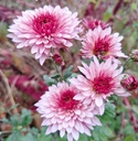 Blenheim_Purple_3.jpg
