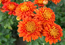 Chrysanthemum "Paddington Bronze" - 5 Stecklinge BIO