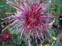 Chrysanthemum "Fleur de Lis" - 5 Stecklinge BIO