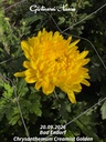 Chrysanthemum "Creamist Golden" - 5 Stecklinge BIO