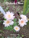 Apricot_King_1.jpg