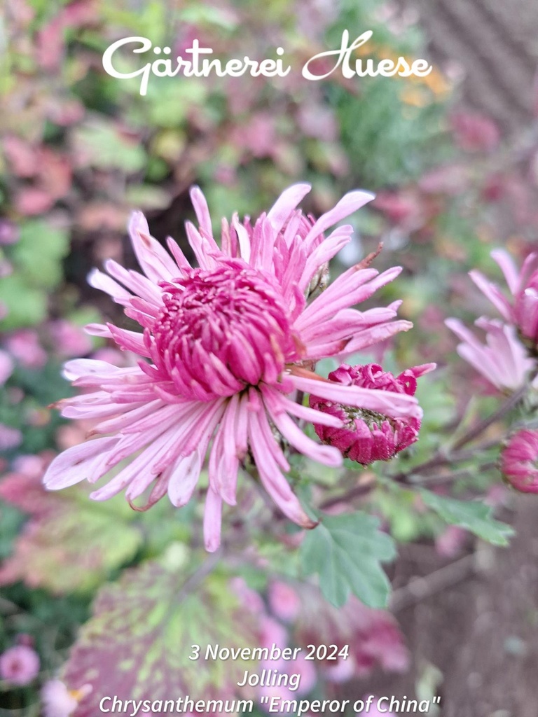 Chrysanthemum "Emperor of China" - 5 Stecklinge BIO