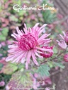 Chrysanthemum "Emperor of China" - 5 Stecklinge BIO