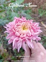 Bavaria_Pink_5.jpg