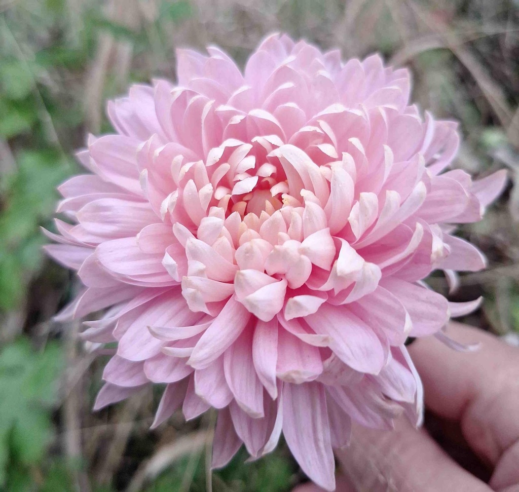 Überraschungs-paket Großblütig MITTELFRÜH - 5 Chrysanthemen-stecklinge BIO